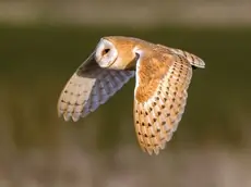 Barn Owl