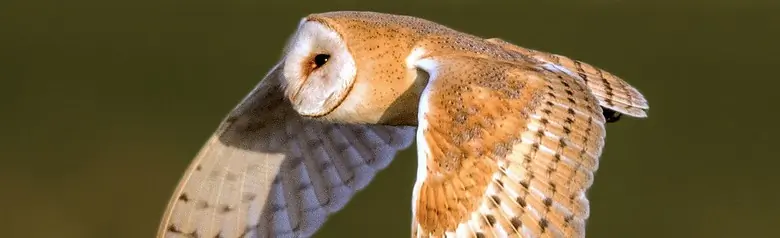 Barn Owl