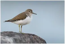Common Sandpiper