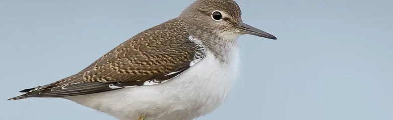 Common Sandpiper