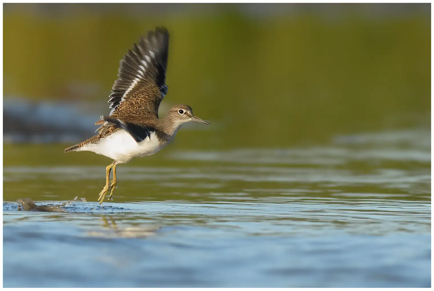 Common Sandpiper