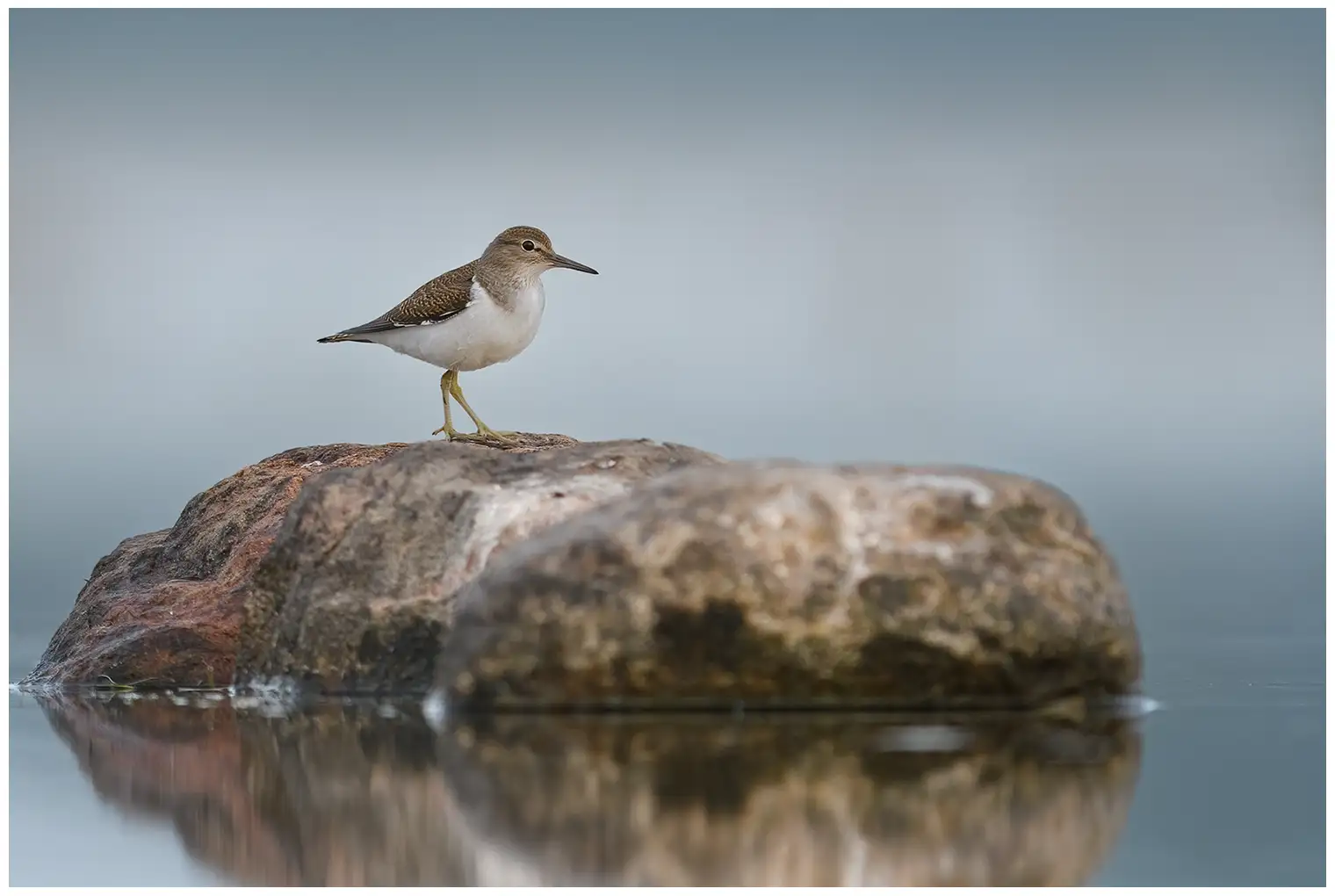 Common Sandpiper