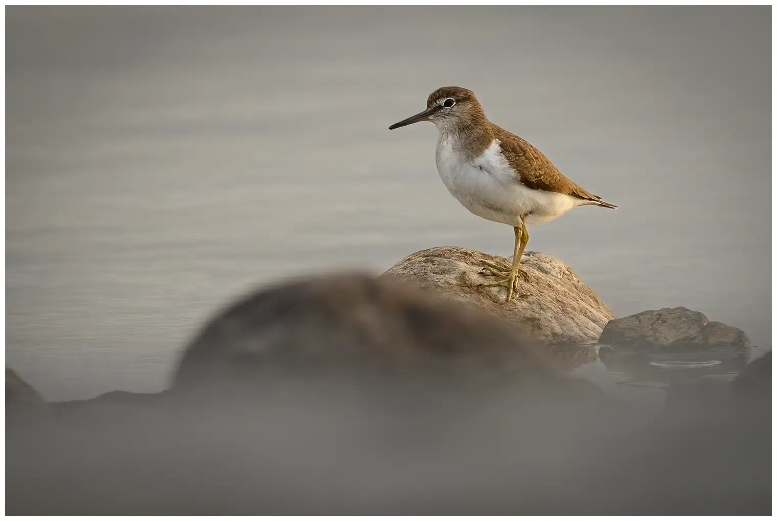 Common Sandpiper
