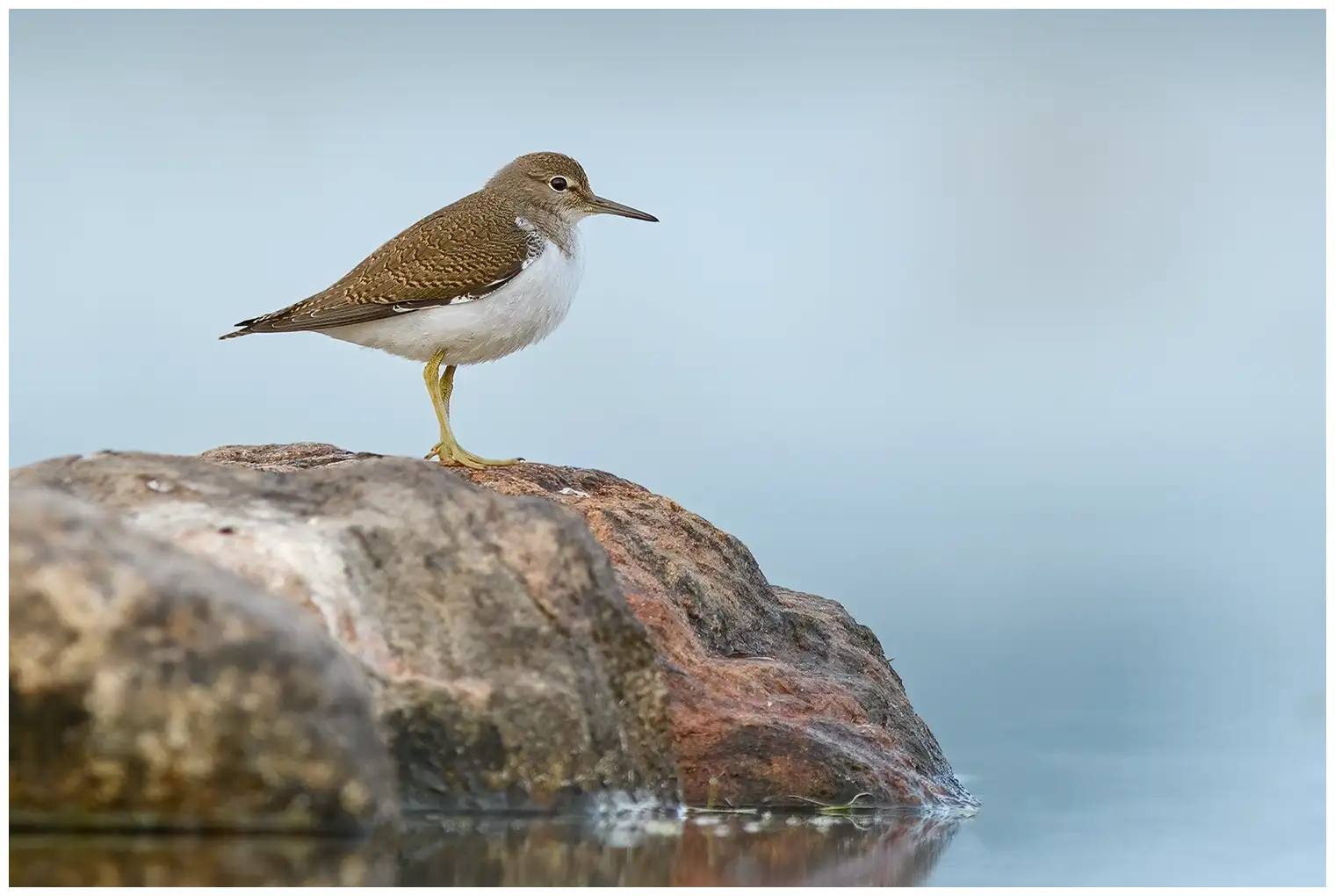 Common Sandpiper