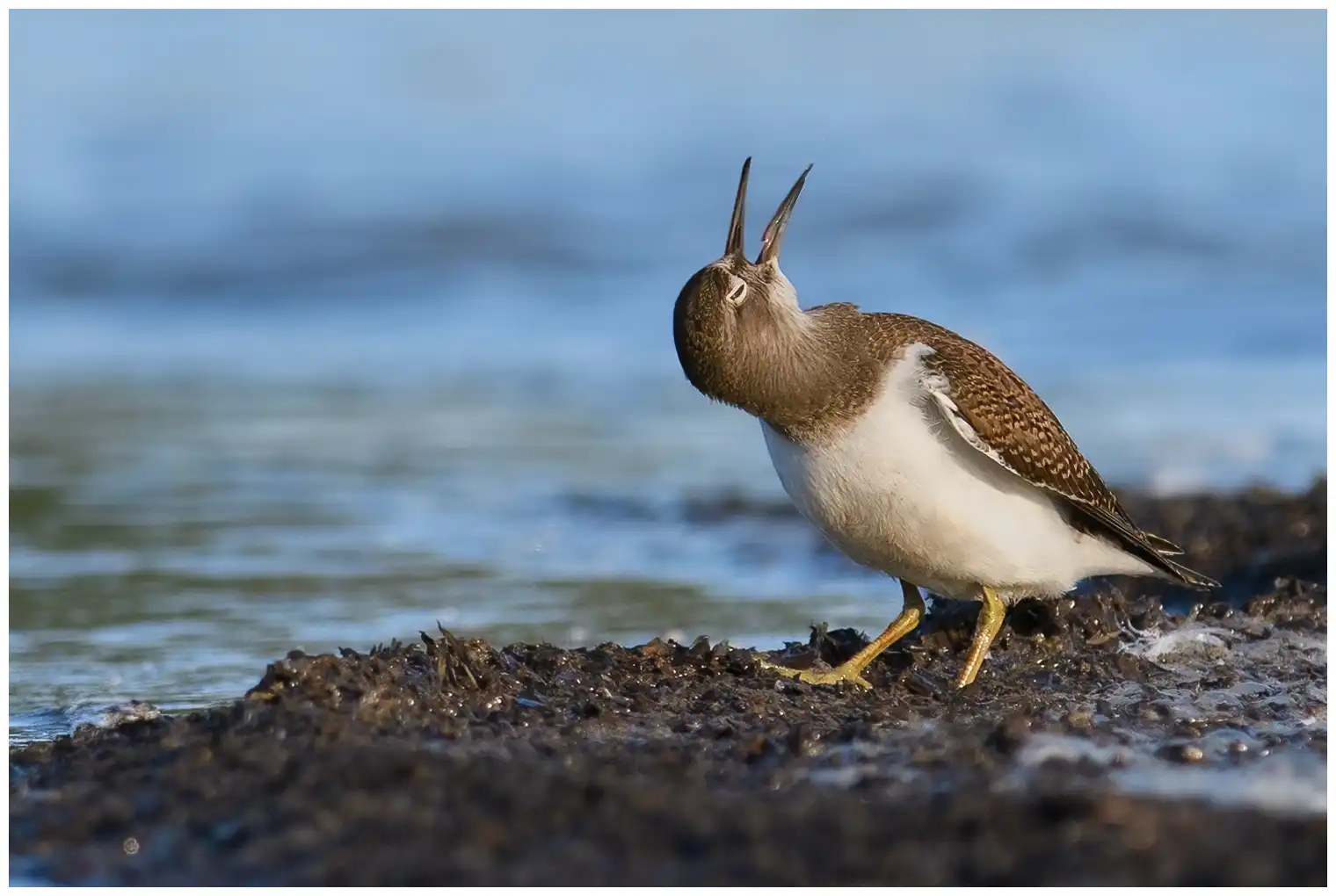 Common Sandpiper