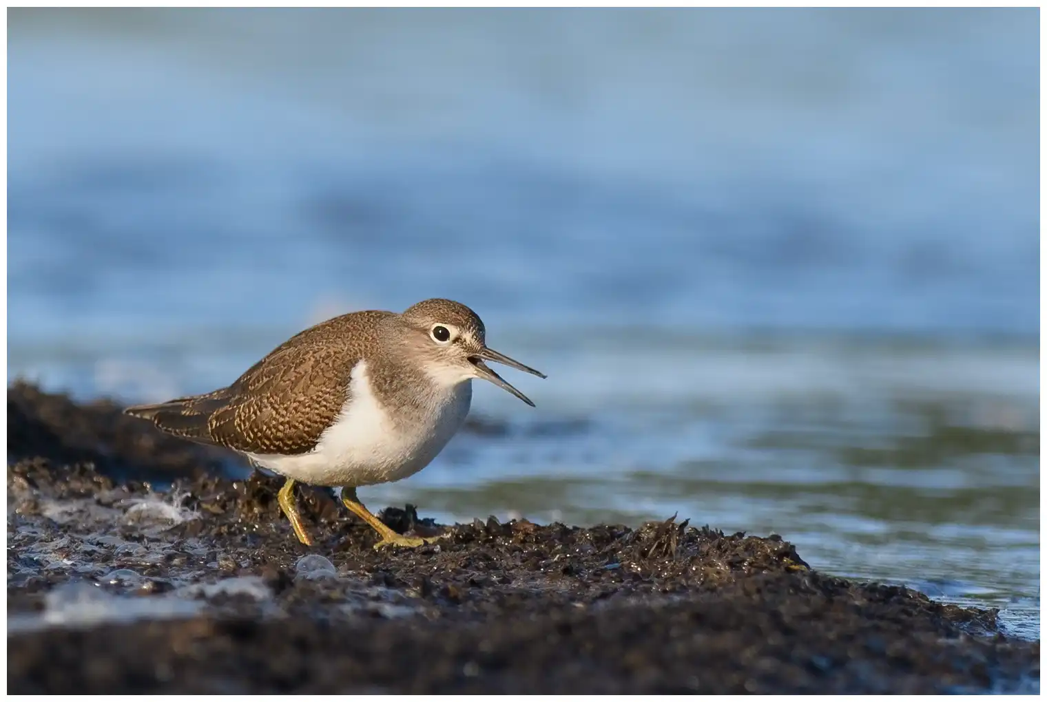 Common Sandpiper