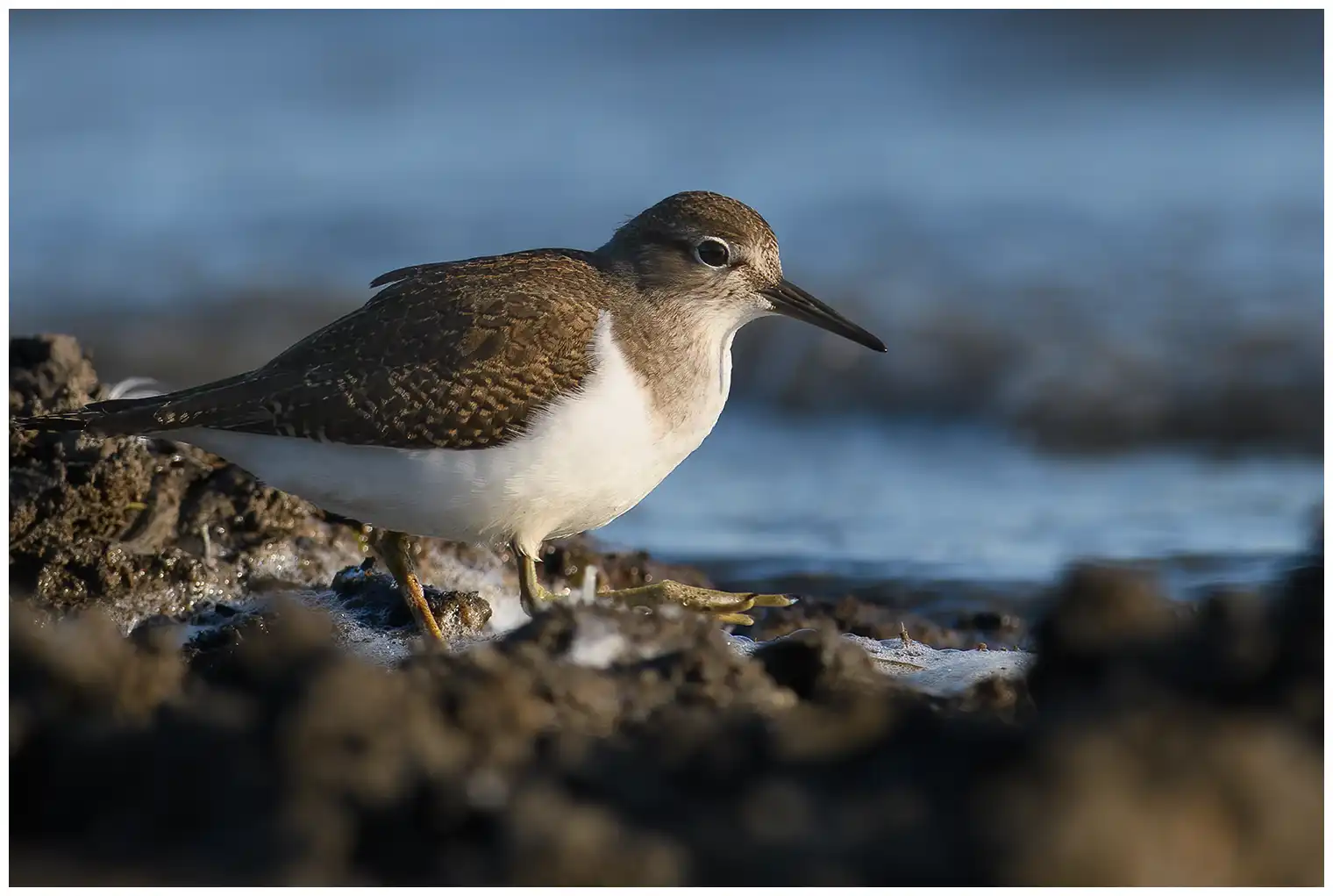 Common Sandpiper