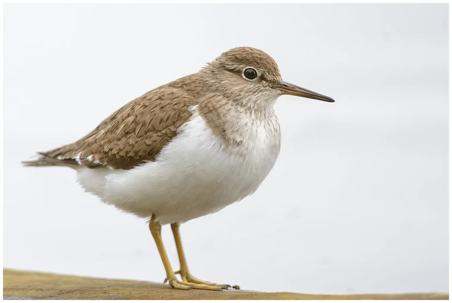 Common Sandpiper