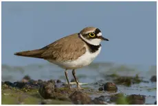 Little Ringed Plover