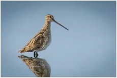 Snipe