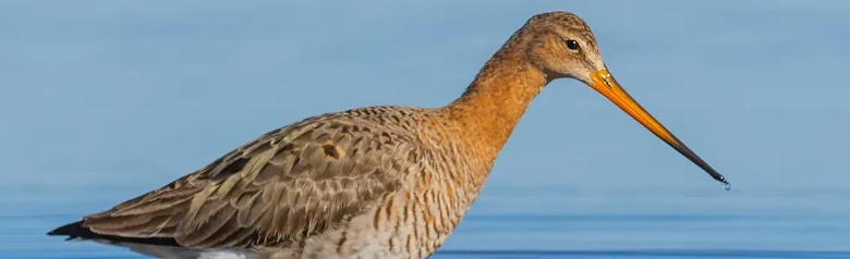 Black-tailed Godwit