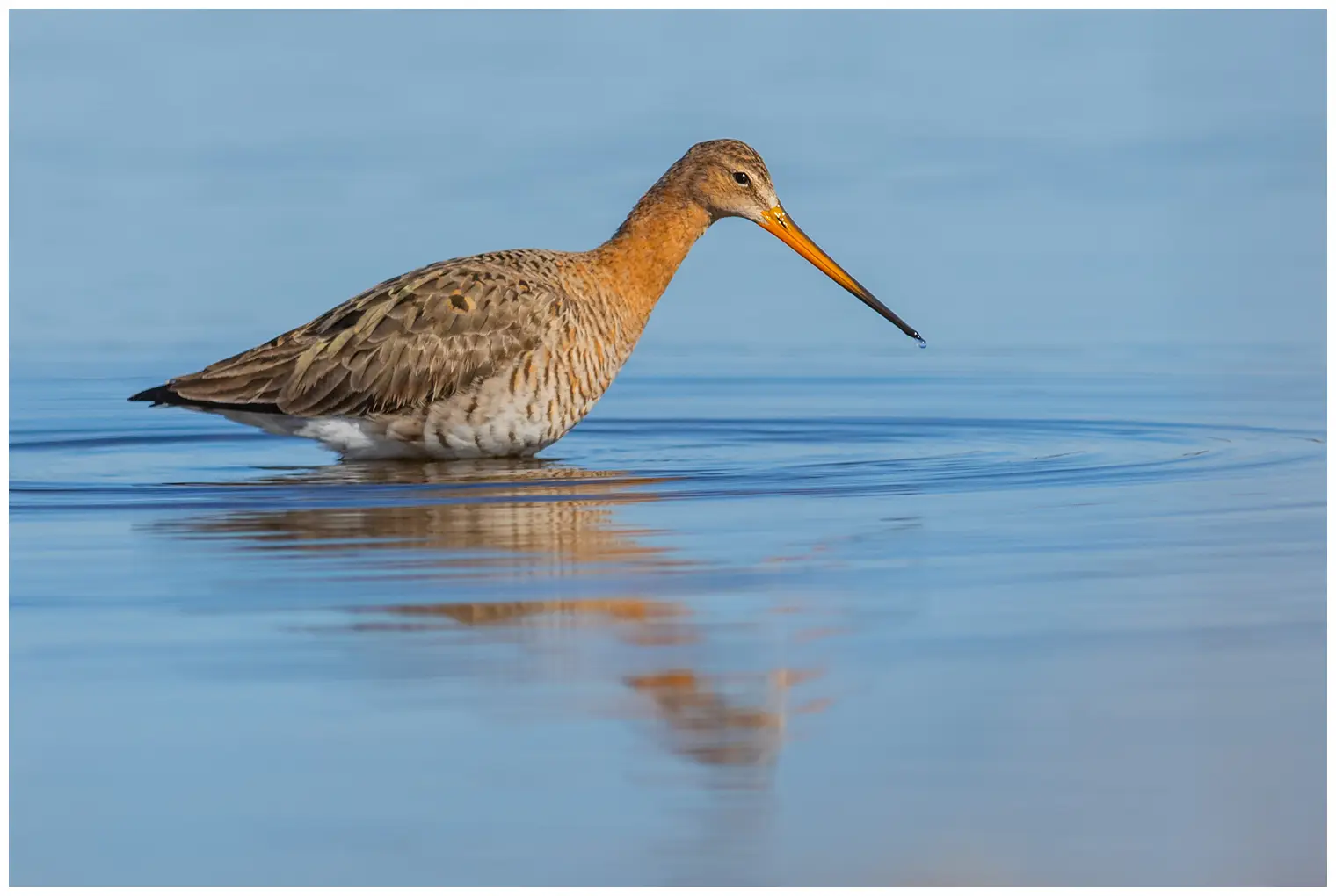 Black-tailed Godwit