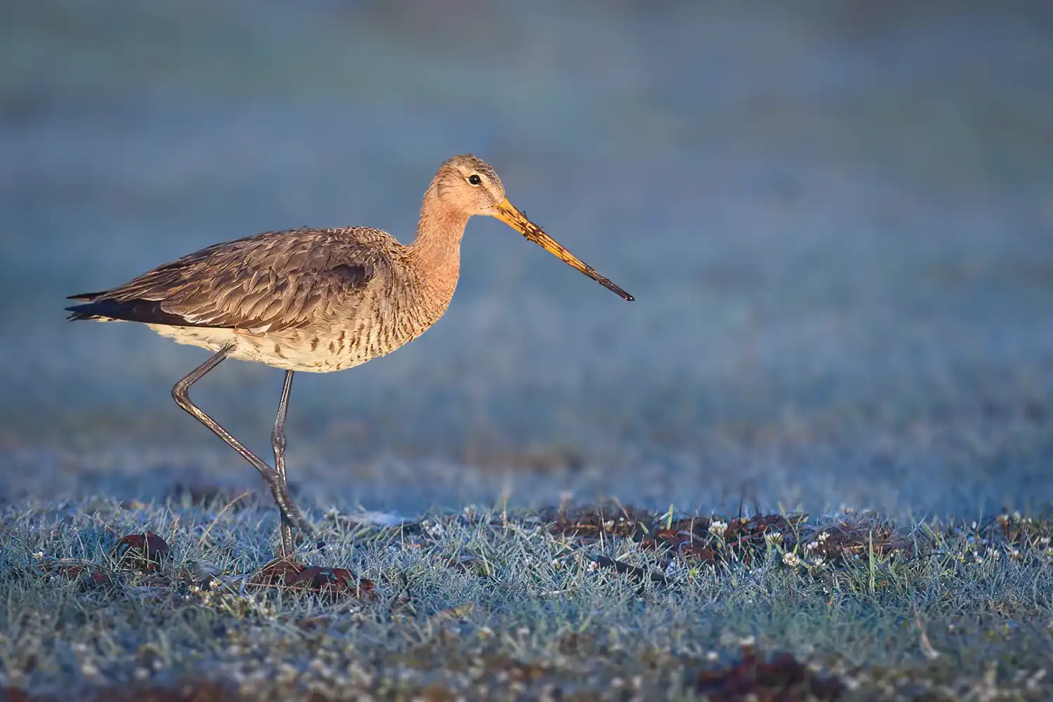 Black-tailed Godwit