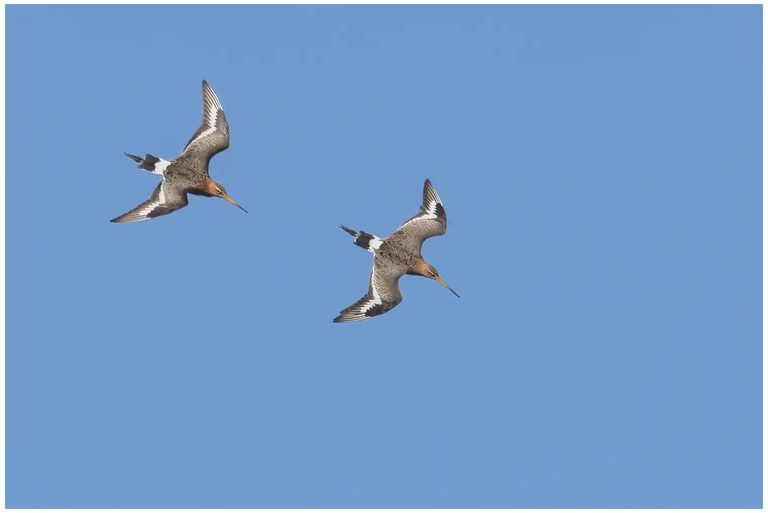 Black-tailed Godwit