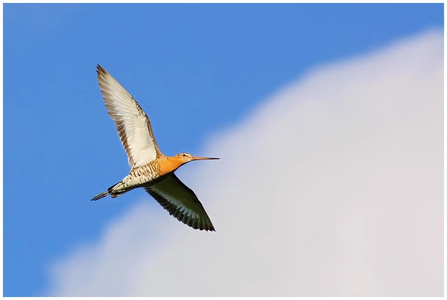 Black-tailed Godwit