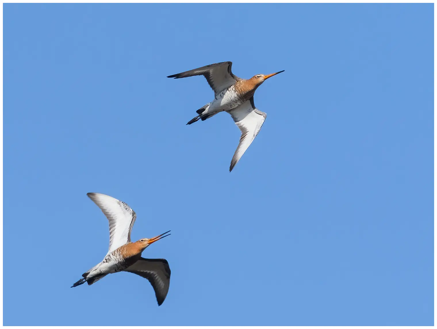 Black-tailed Godwit