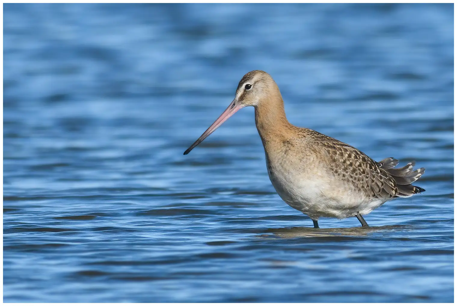 Black-tailed Godwit