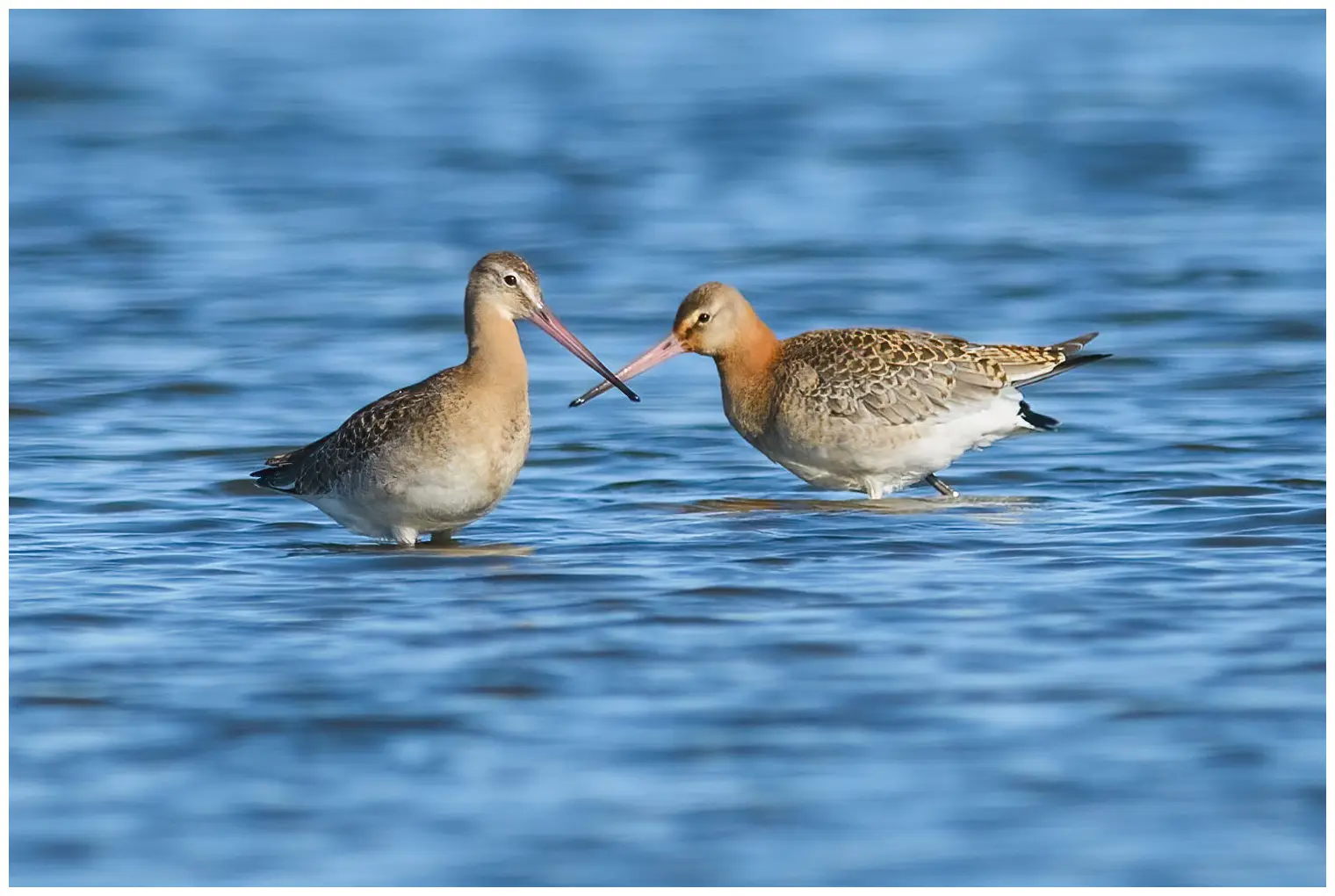 Black-tailed Godwit