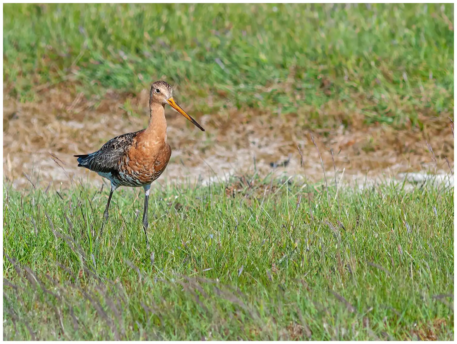 Black-tailed Godwit
