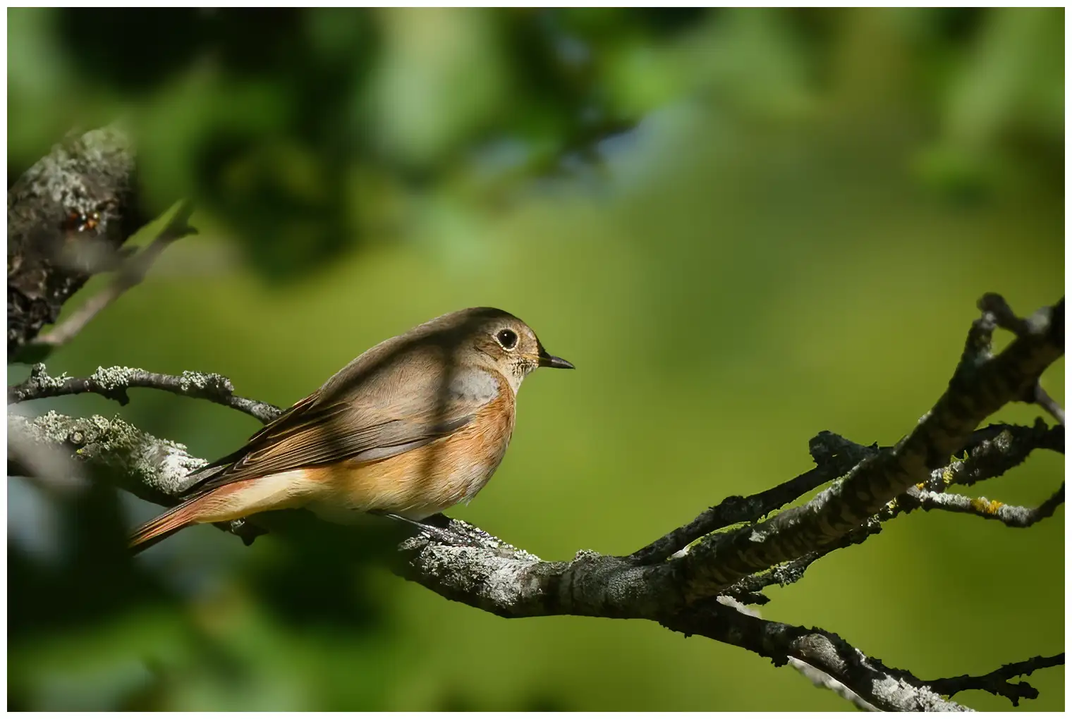 Redstart