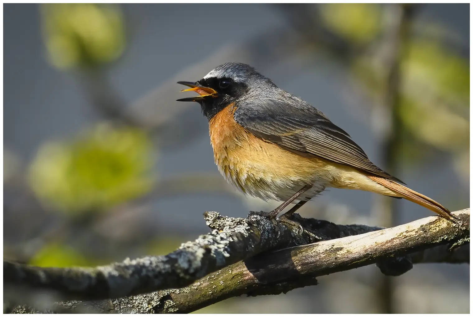Redstart