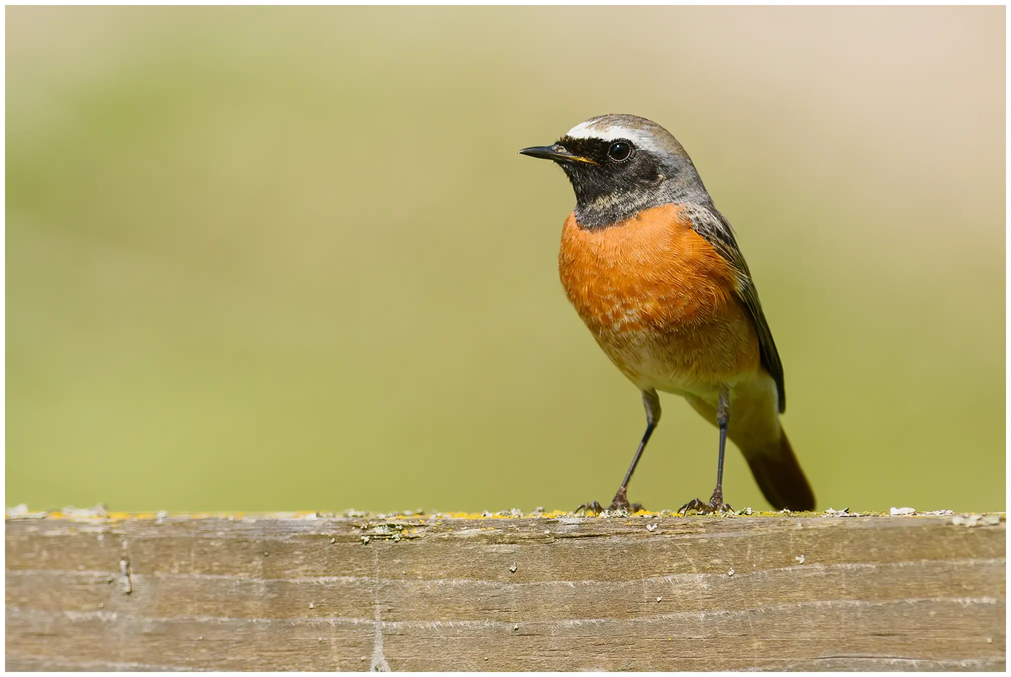 Redstart