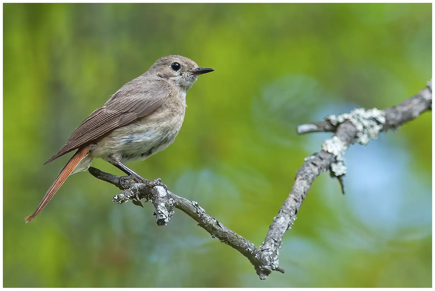 Redstart