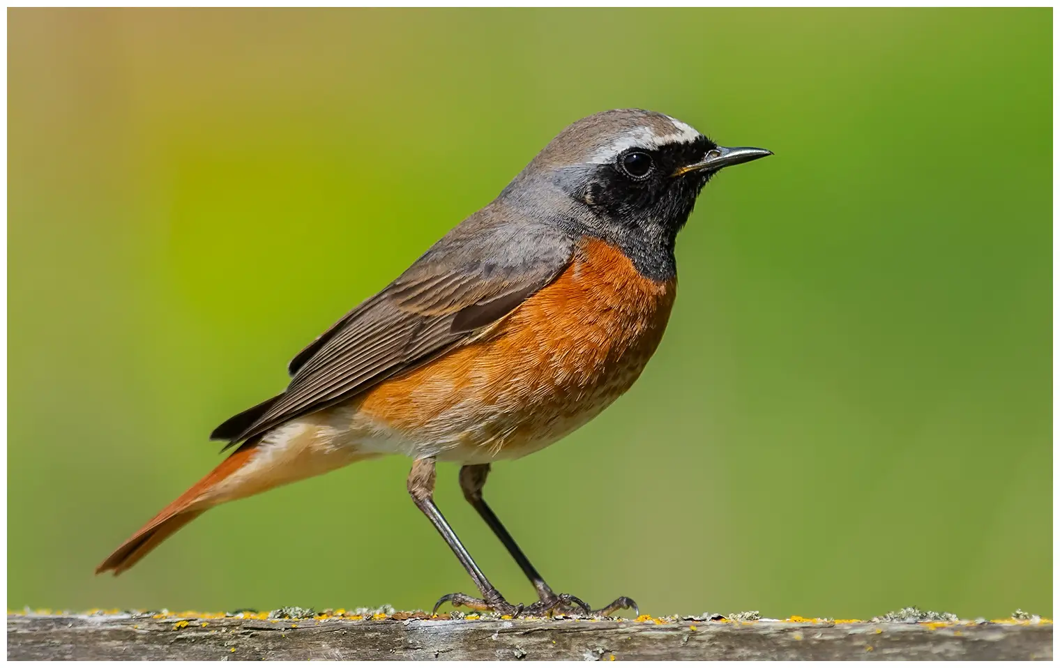 Redstart