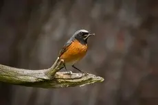 Redstart