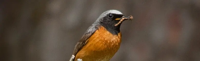 Redstart. Sitting on a branch with a caterpillar in its beak. White skullcap, black head and neck, orange-red breast.