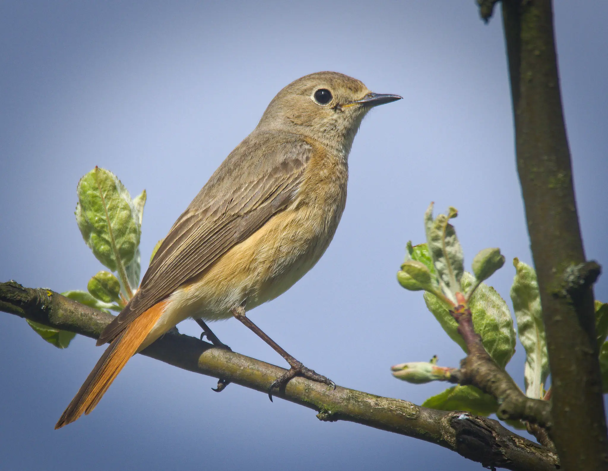 Redstart