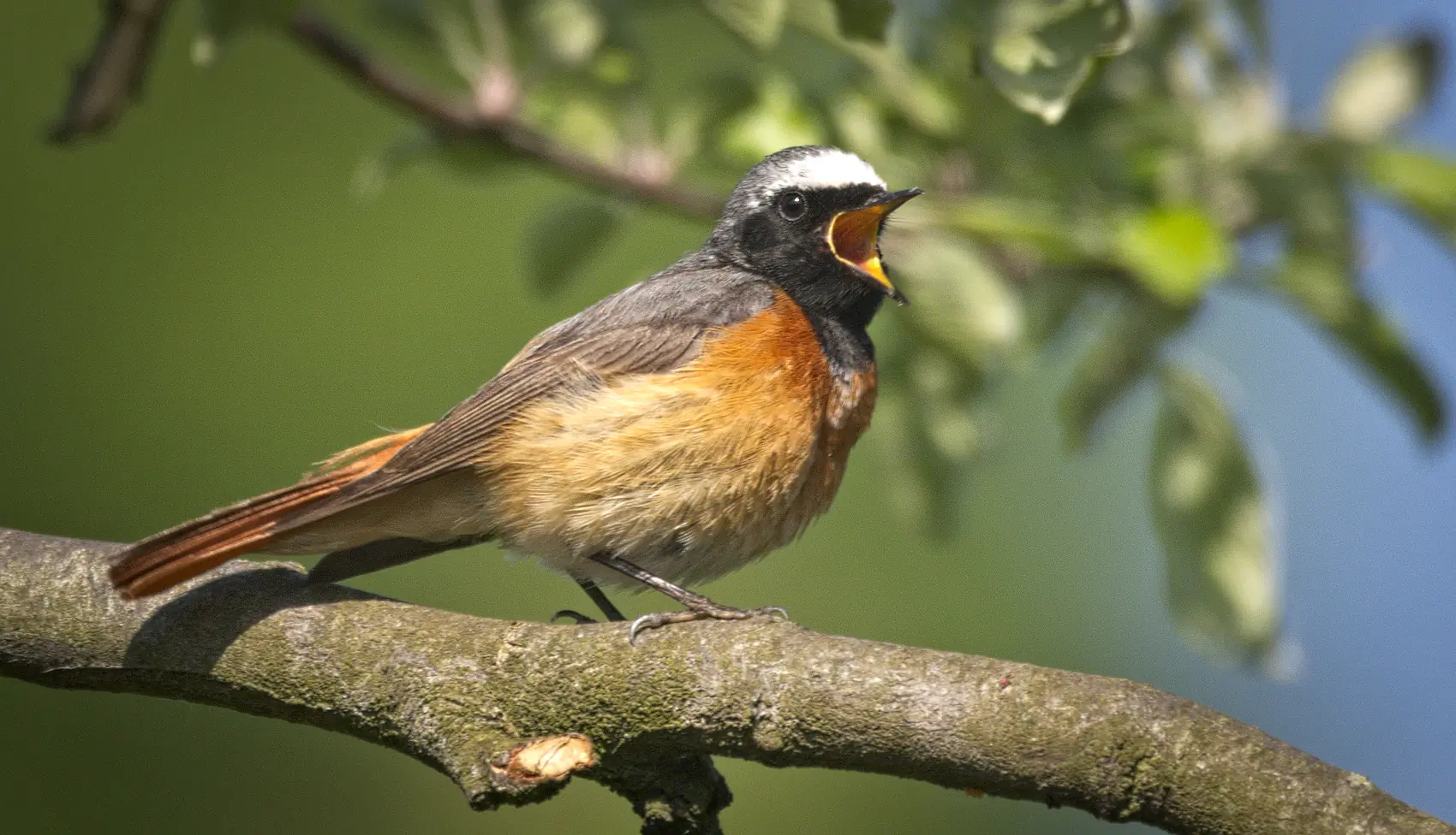 Redstart