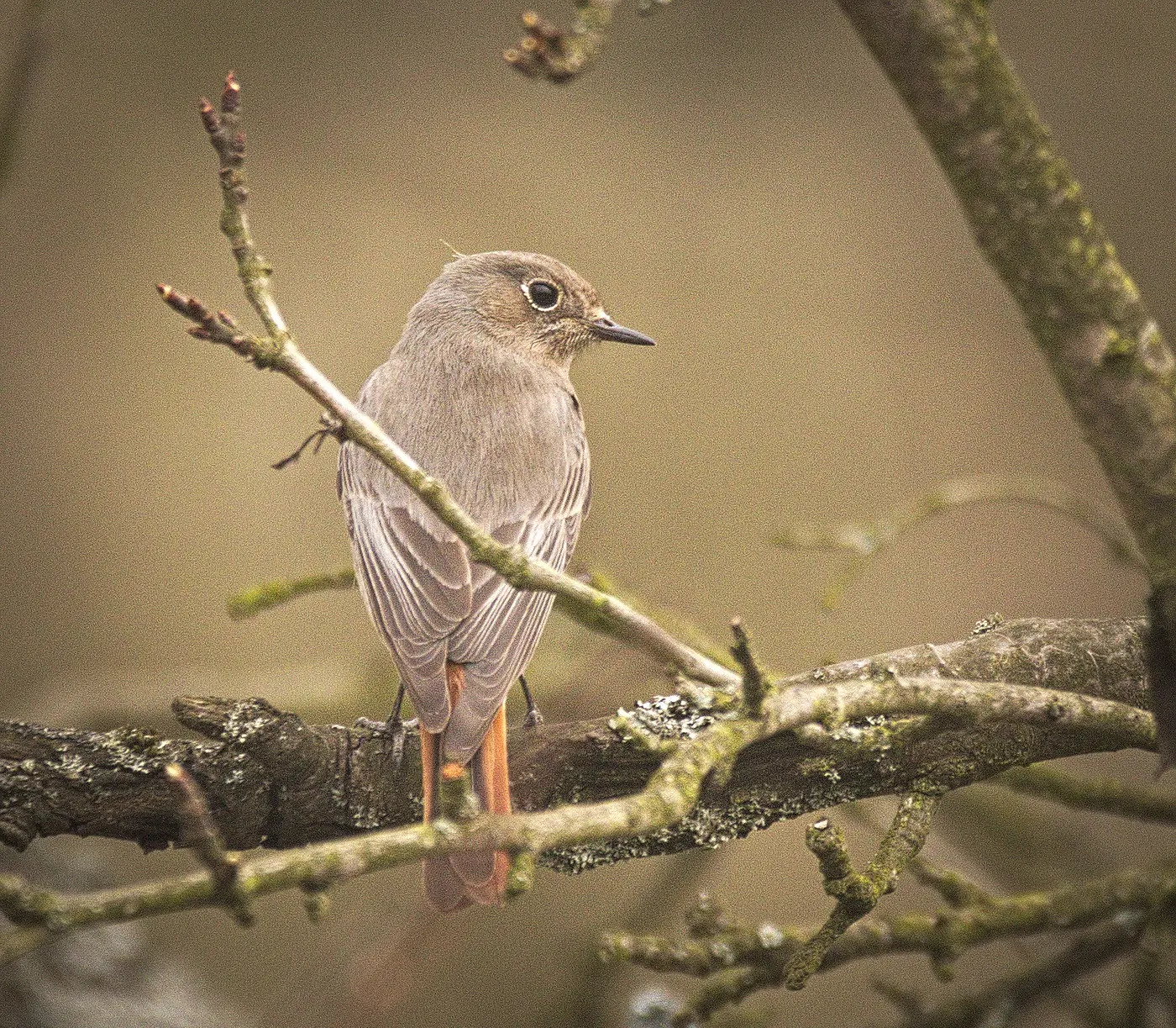 Redstart