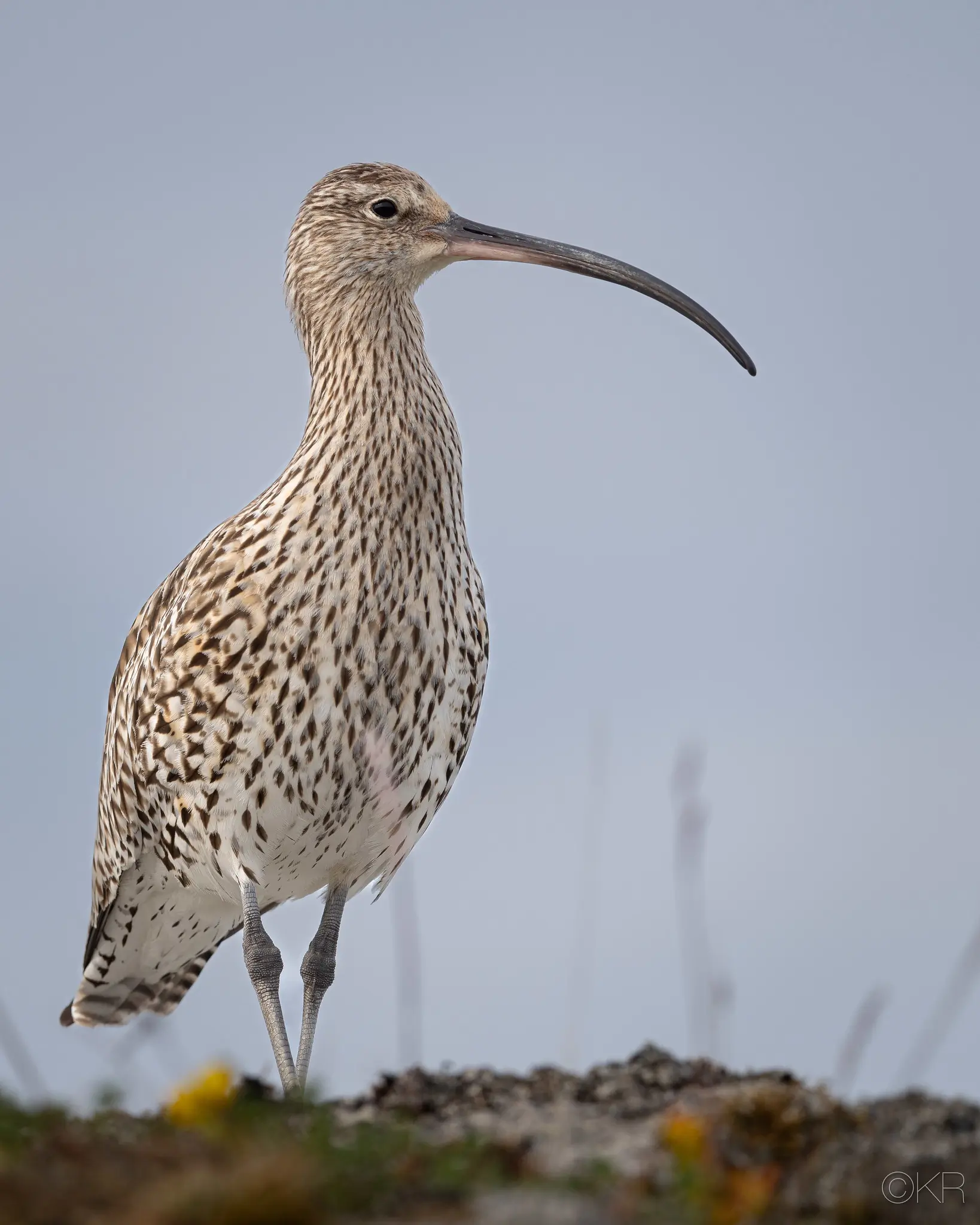 Curlew