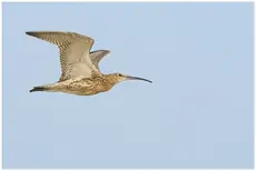Curlew