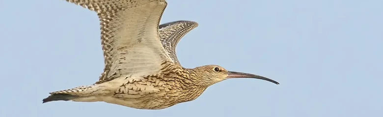 Curlew