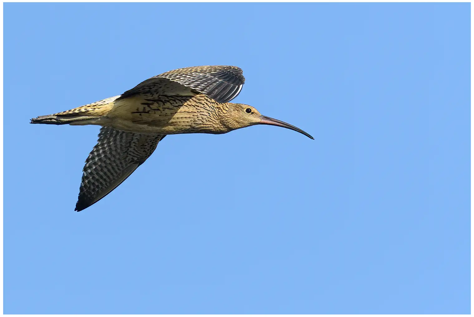 Curlew