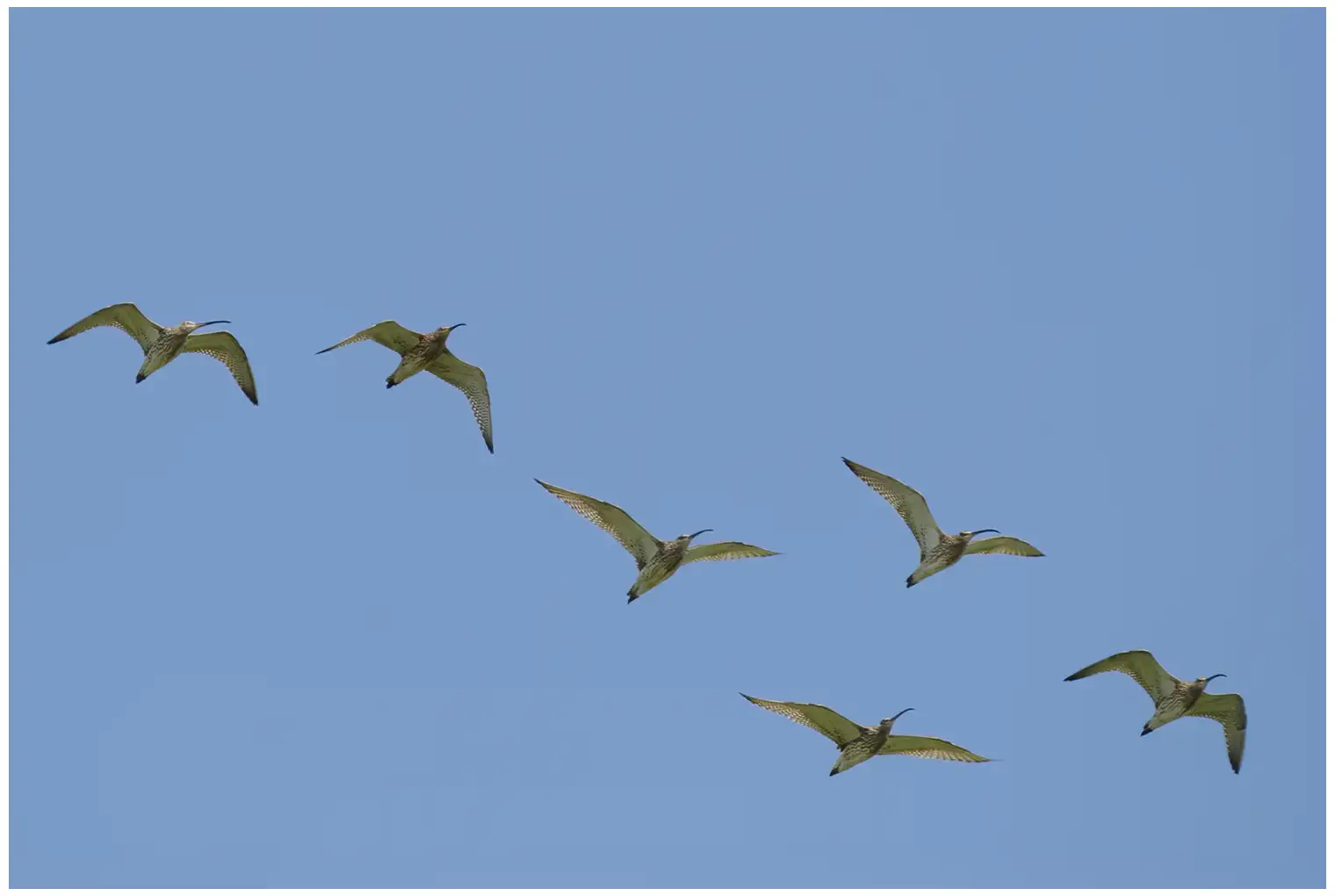 Curlew