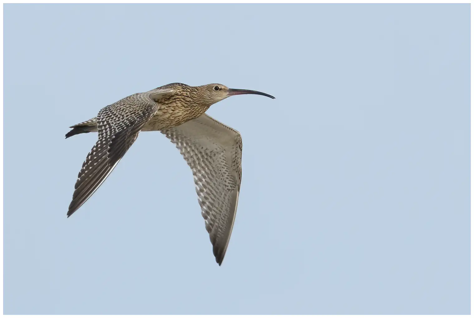 Curlew
