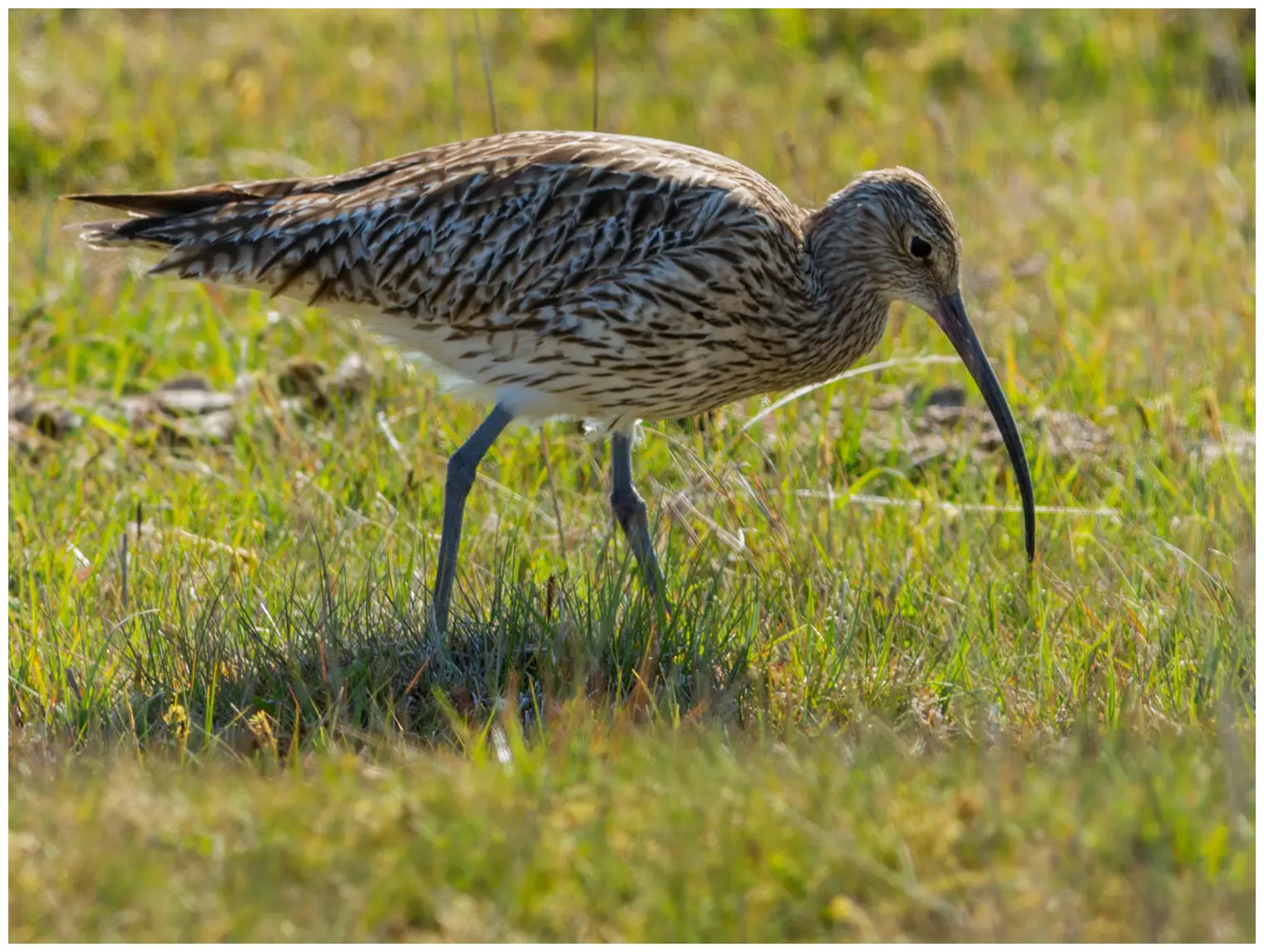 Curlew