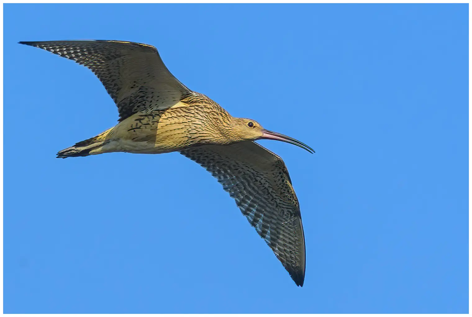 Curlew