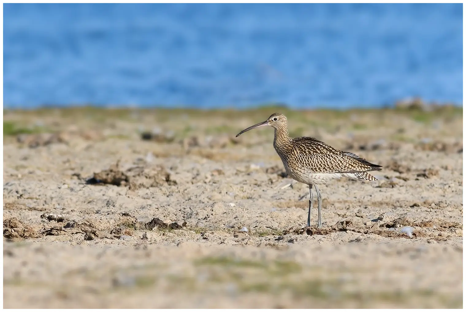 Curlew
