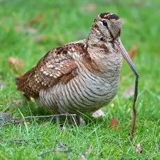 Woodcock