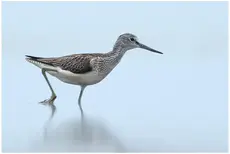 Greenshank