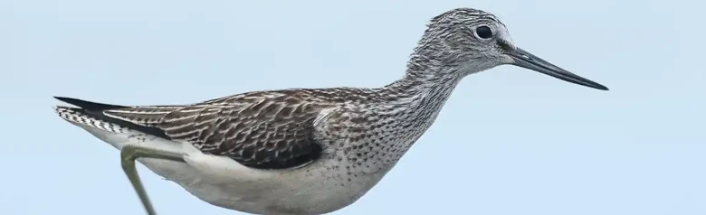 Greenshank