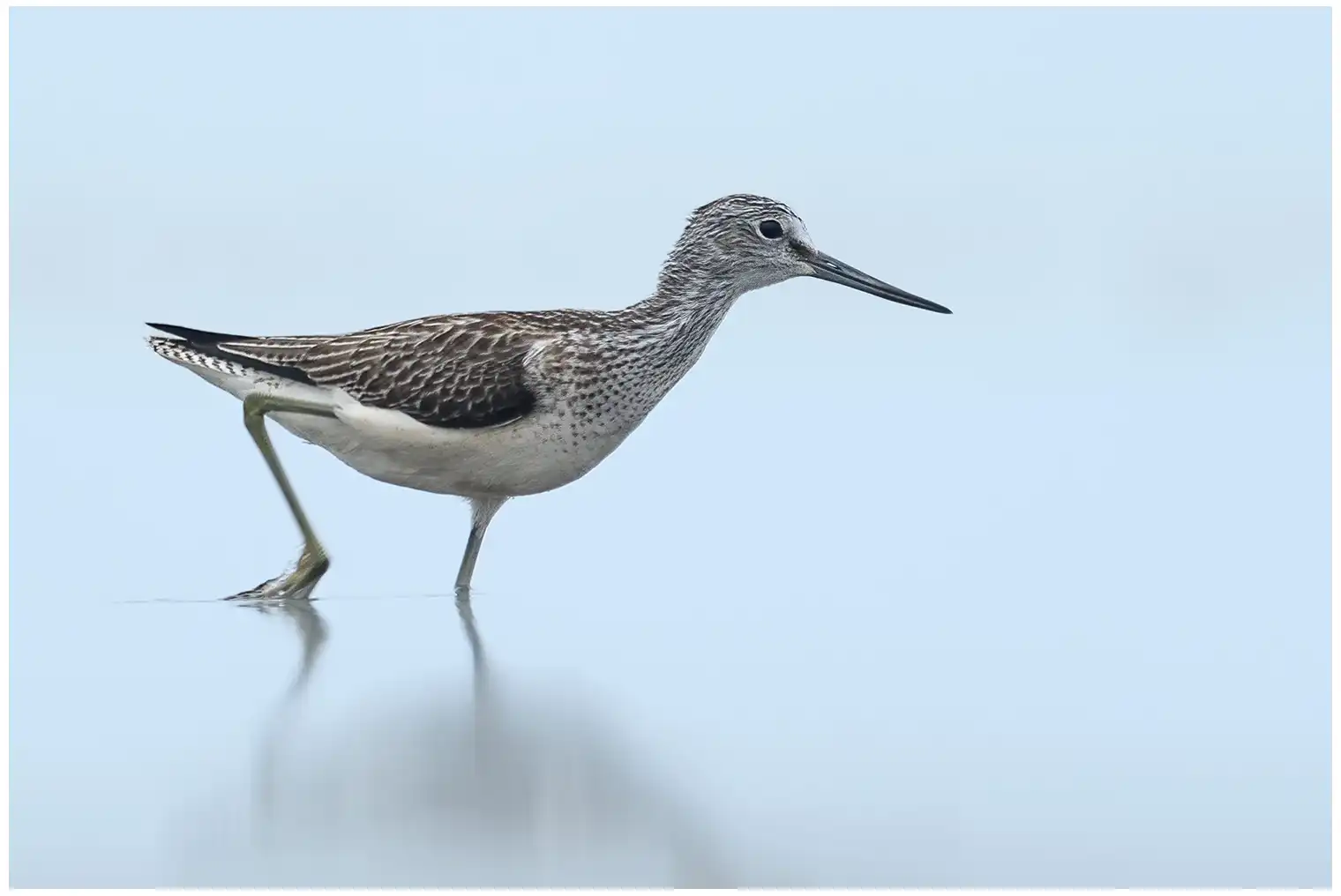 Greenshank