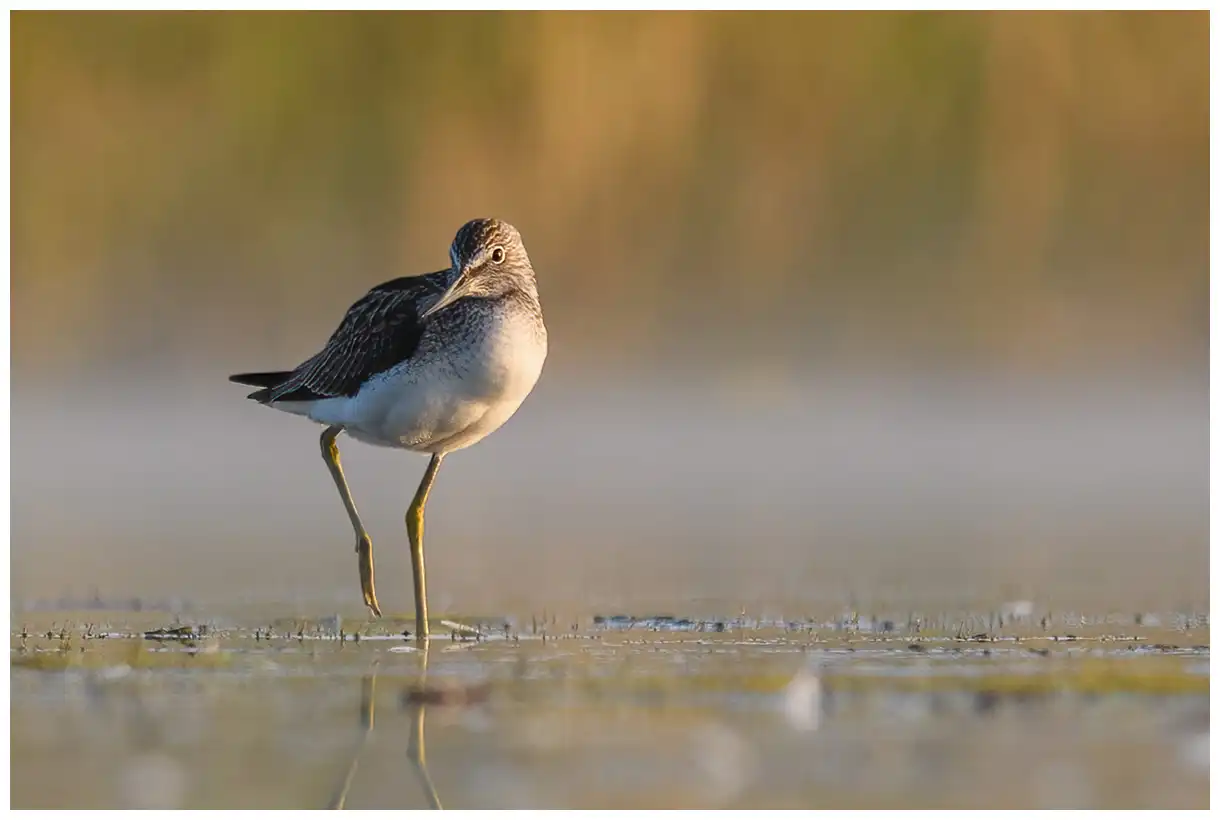 Greenshank