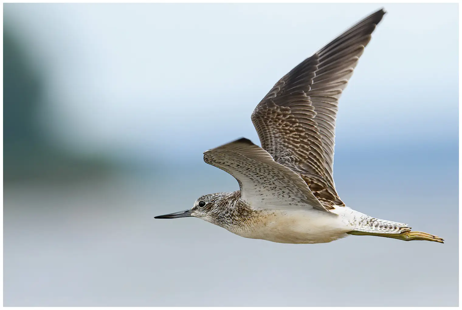 Greenshank