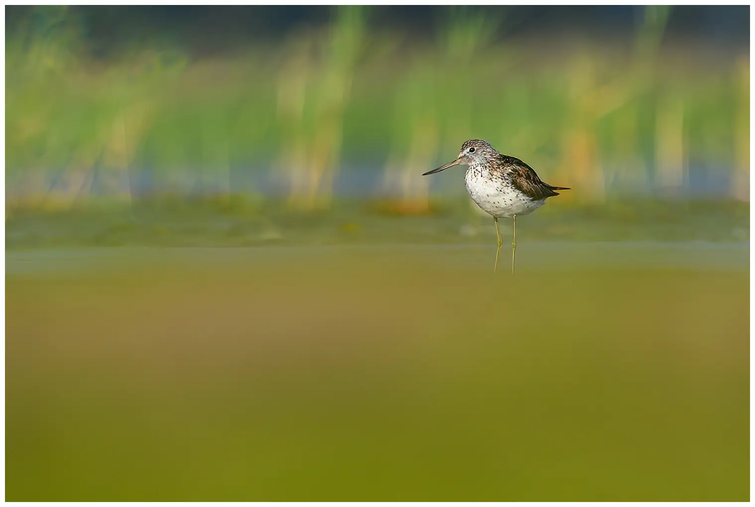Greenshank