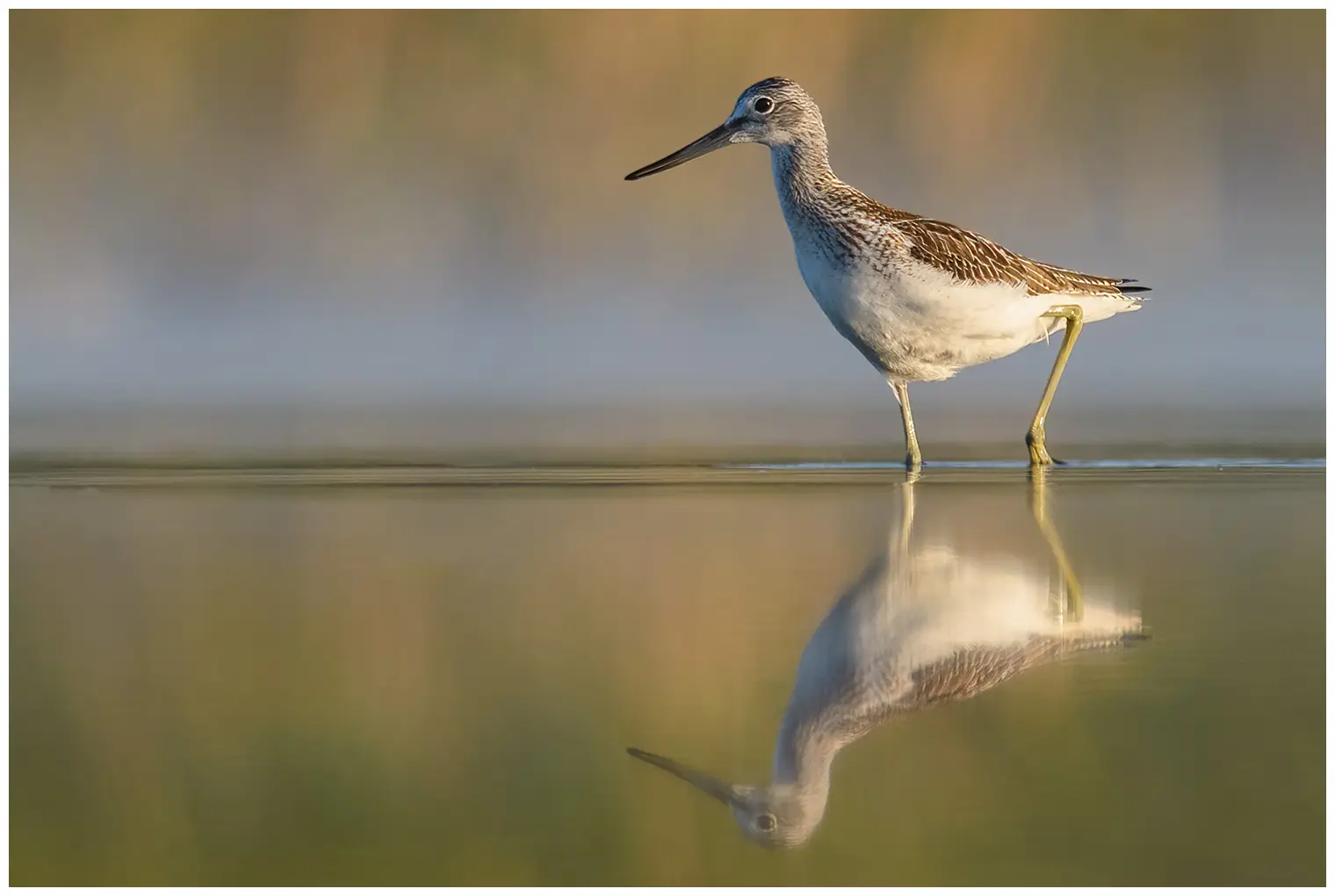 Greenshank